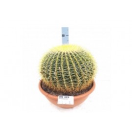 Огромный Грузони «king size”