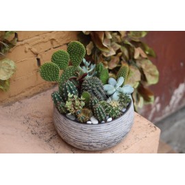 Внимание! Колючки!