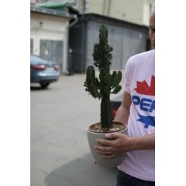 Эуфорбия индженс в кашпо высота 65 см.