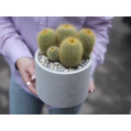 Ценный экземпляр 