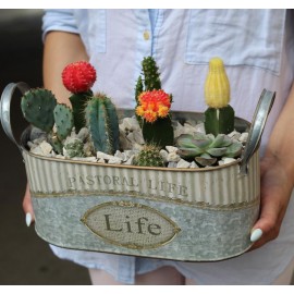 Ведёрко с кактусами