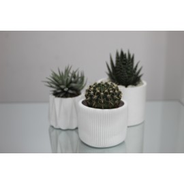 Три красотки в кашпо 