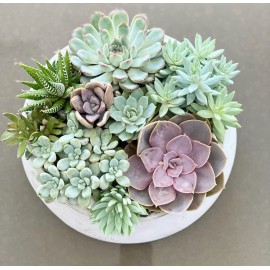 Суккуленты в бетоне 