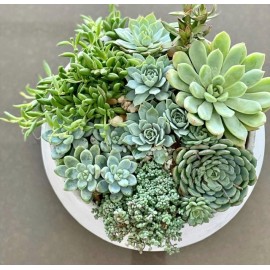 Любимые суккулентики