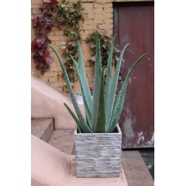 Алое Вера в керамическом кашпо 