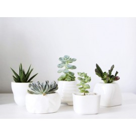 5 суккулентов в кашпо