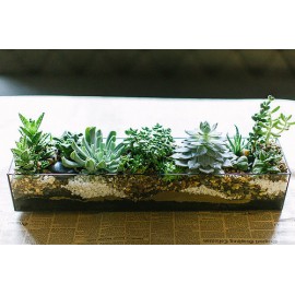 Колючая линия