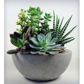 Мини-сад из суккулентов