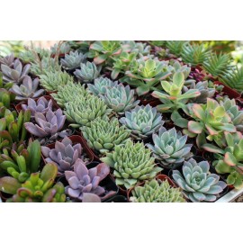 Cуккуленты микс от 9 штук