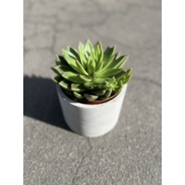 Эхеверия в бетоне