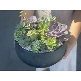 Суккуленты в саду