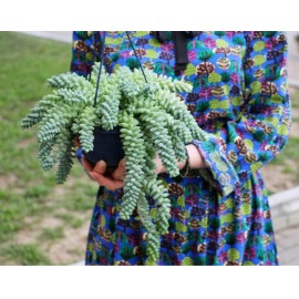 Седум Буррито в подвесном кашпо 