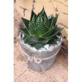 Алое Космо в деревянном кашпо