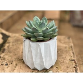 Пузатик в бетоне 