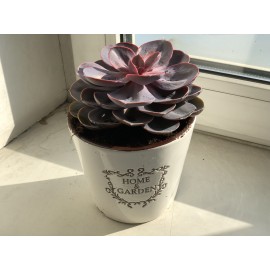 Эхеверия в кашпо 