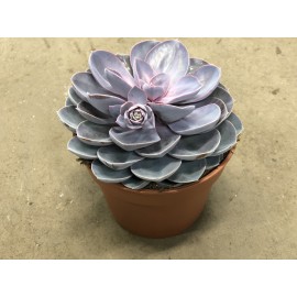 Эхеверия Пипл Перпл