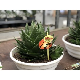 Большое алоэ Космо