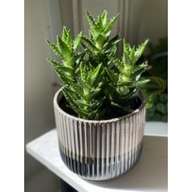 Алоэ скуаррота в кашпо 