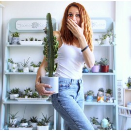 Малочай в кашпо, высота 50-60 см.