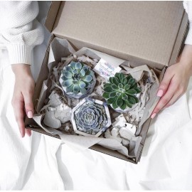 Суккуленты в подарок 