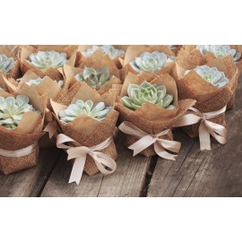 Суккулент просто так!