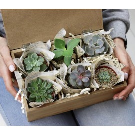 Шкатулка с суккулентами 