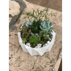 Суккулентовый сад