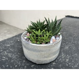 Микс из хавортий