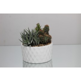 Сказочные кактусы!