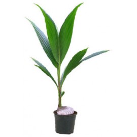 Кокос в горшке