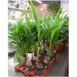 Кокос высотой 150 см