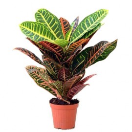 Кротон Петра высота 40 см.