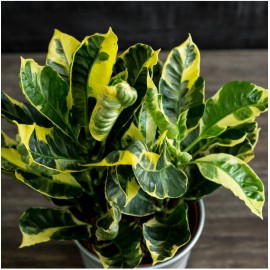 Кодеум в ведерке 