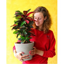 Кротон в кашпо 