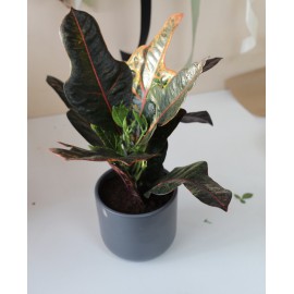 Кротон в темном кашпо 