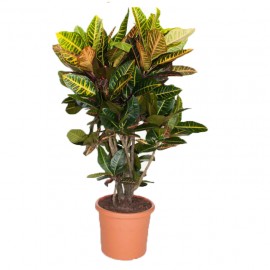 Кротон Петра высота 90-100 см.