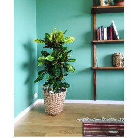 Кротон в плетённой корзинке 