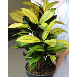 Кротон (кодеум) мисс аистон бранч 65 см