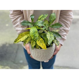 Кодеум в кашпо 