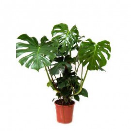 Монстера 50 см.