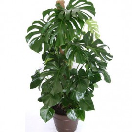 Монстера 120 см.