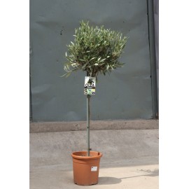 Оливковое дерево 120 см