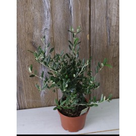 Оливковое дерево 40 см