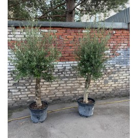 Оливковое дерево высота 180-200 см