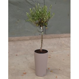 Оливковое дерево в кашпо с автополивом общая высота 140 см.