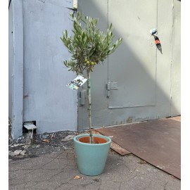 Оливковое дерево высота 90 см., в кашпо