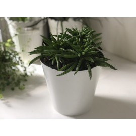 Пеперомия Хэппи бин в кашпо 