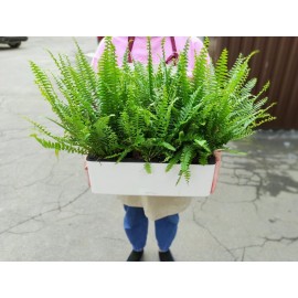 Трио из нефролеписов в кашпо