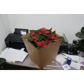 Большая пуансеттия в коробке