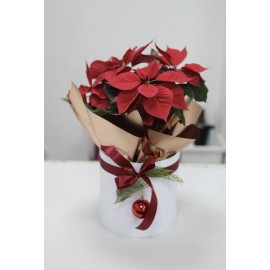 Пуансетия в коробке 